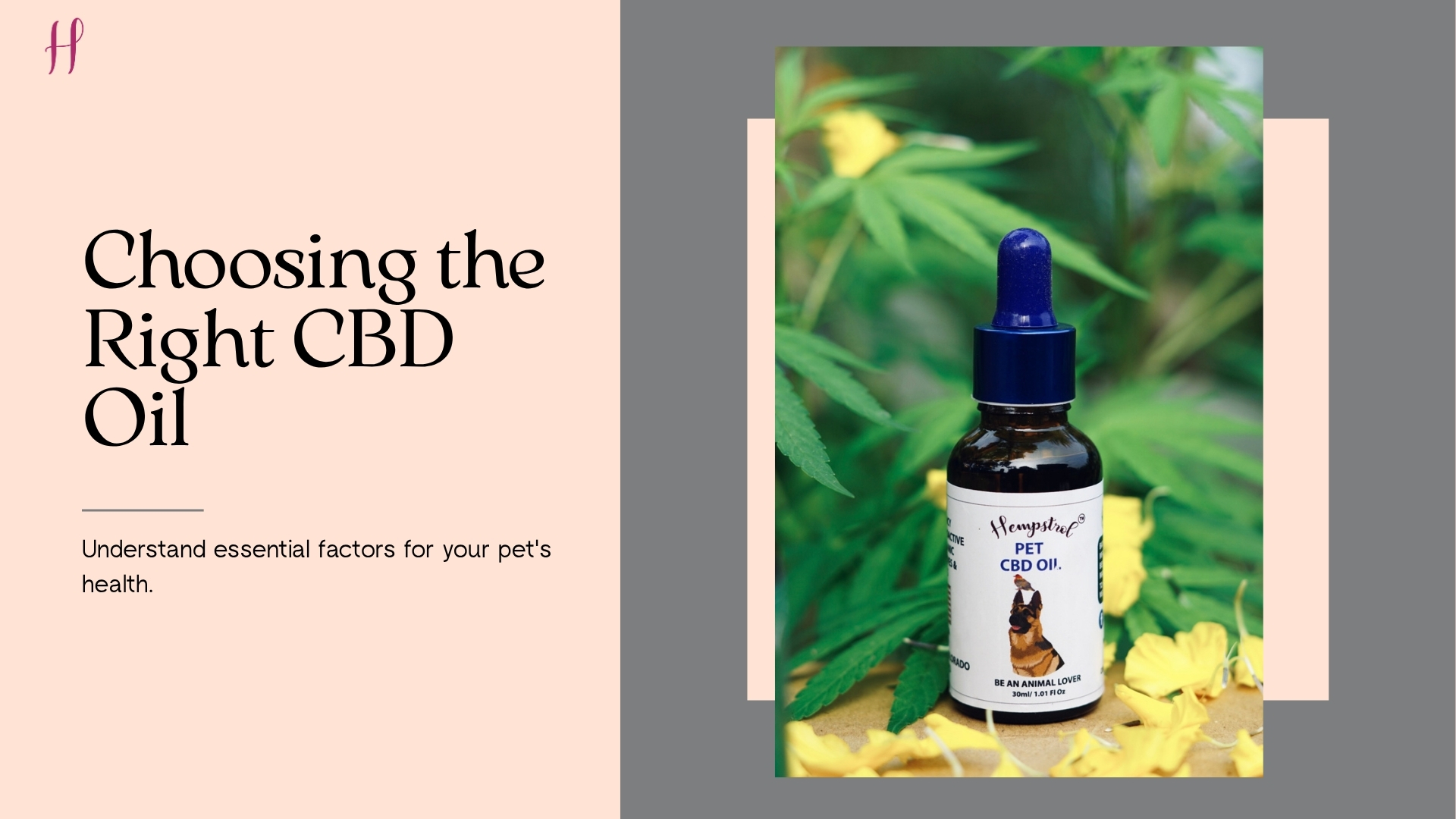 How to Choose the Right CBD Oil for Your Pet Online